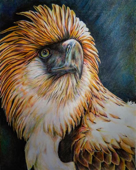 philippine eagle drawing|Top 10 philippine eagle drawing ideas and inspiration .